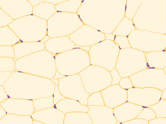 Adipose tissue