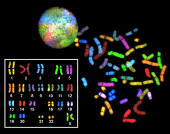 Eukaryotic Genome