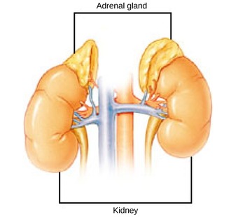 Adrenal glands