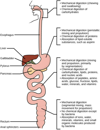 Mechanical and chemical digestion