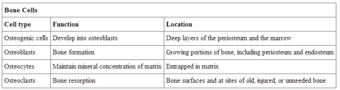 Bone cell types