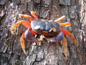 Exoskeletons