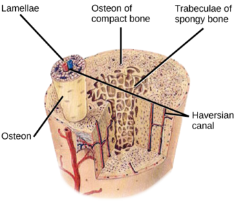 Components of compact bone tissue