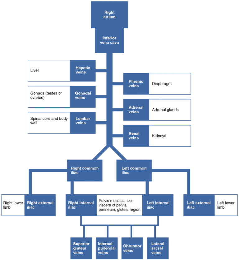 The flow chart summarises veins that deliver blood to the inferior vena cava.