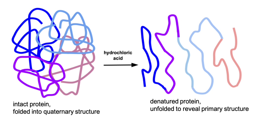 In a simplified cartoon, a protein is represented by a thick line crossing over itself, like a jumble of yarn, representing a protein folded into its tertiary/quaternary structure. After denaturation by hydrochloric acid, the line is smoothed out, showing it is unfolded.