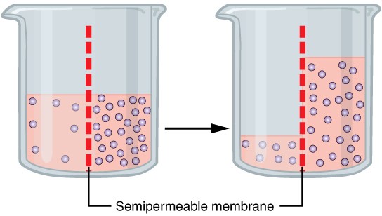 Diagram of Osmotic diffusion