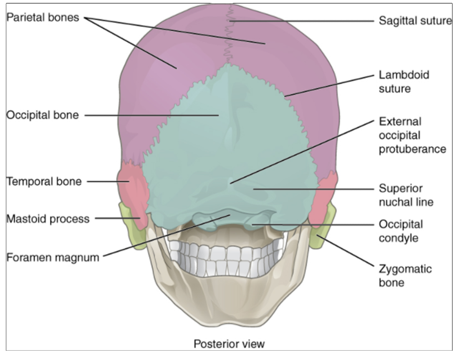 Posterior view of skull.