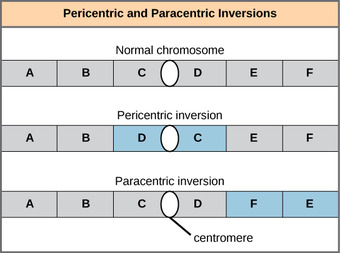 Inversions can be pericentric or paracentric