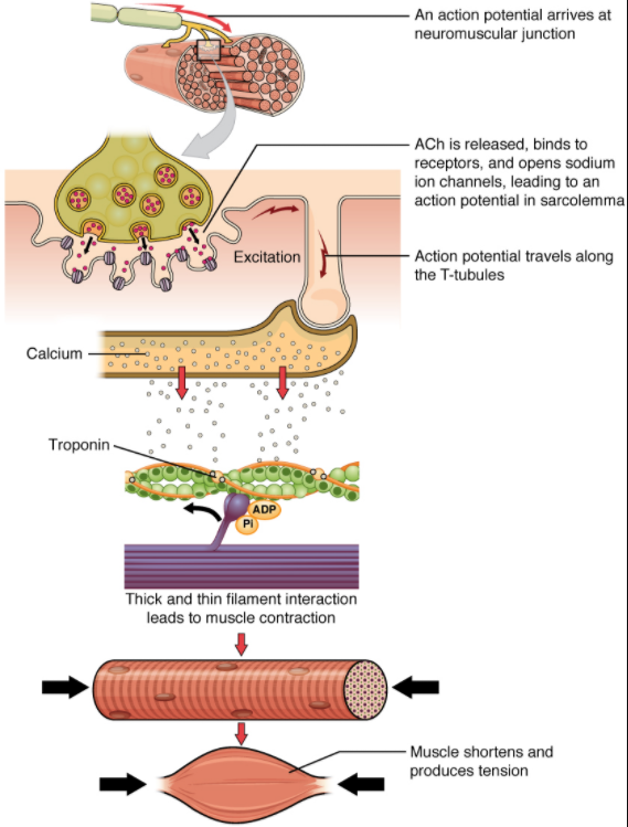 Contraction of a muscle fibre