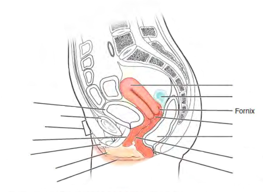Predefined spaces to Label the parts of the female urinary/reproductive system