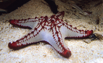 Hydrostatic skeleton