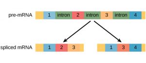 pre-mRNA with the following sequnence: exon 1, intron, exon 2, intron, exon 3, intron, exon 4. Two possible spliced mRNAs are shown: one that has exons 1, 2, 3 and another that has exons 1, 3, and 4.