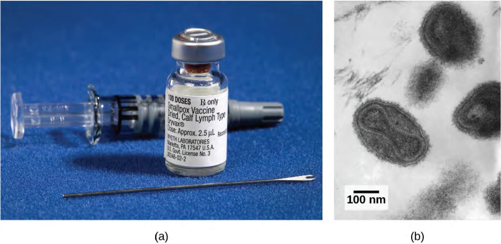 Photo A shows an injection needle and small glass vial labeled 100 doses Smallpox vaccine, dead calf lymph type. Photo B is a transmission electron micrograph of the smallpox virus. It has an oval shape, with a dumbbell-shaped viral core inside, which contains the viral DNA.