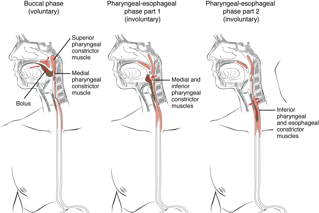 This figure shows the three different phases of deglutition. The left panel shows the voluntary phase, the middle panel shows the pharyngeal phase and the right panel’s shows the esophageal phase.