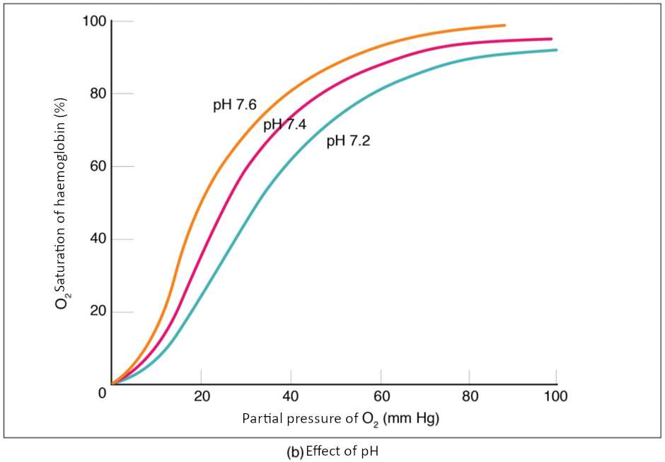 Graph on effects of ph