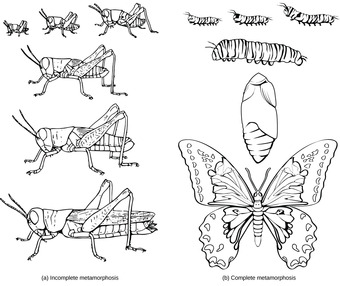 Incomplete and complete metamorphosis