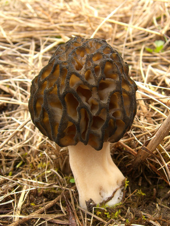 Morel mushroom