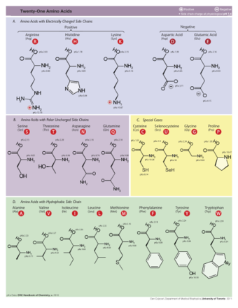 Amino Acids