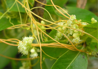 Parasitic plants