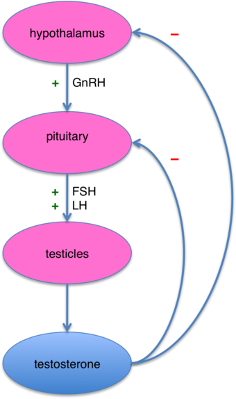 The negative feedback loop of the male reproductive system