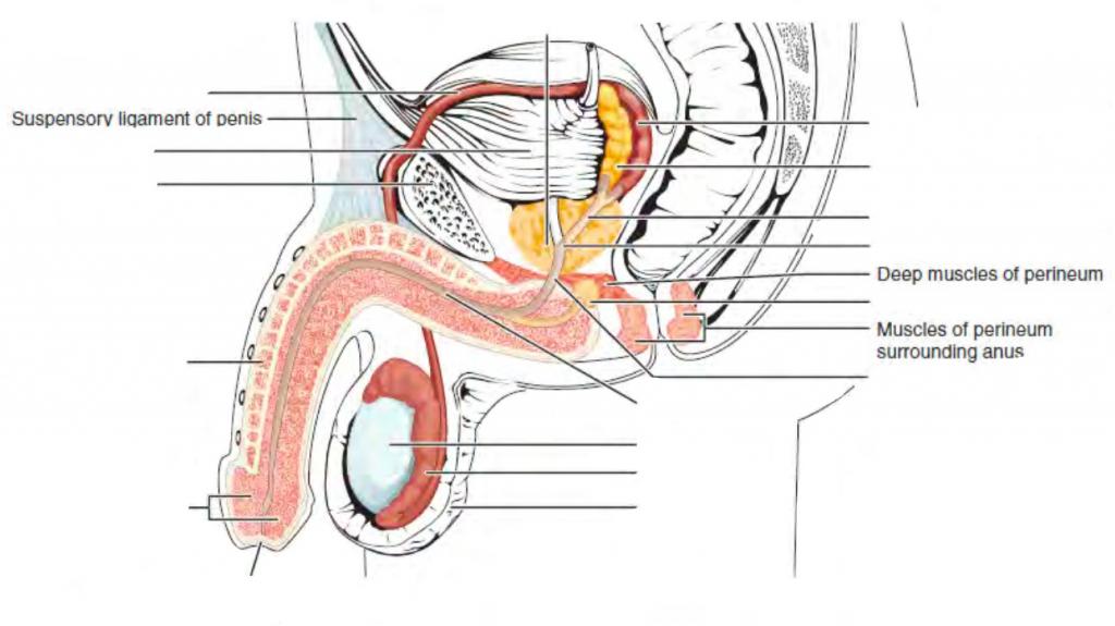 Predefined spaces to Label the parts of the male urinary/reproductive systems