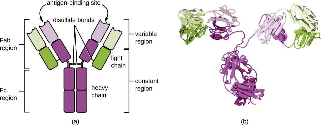 (a) The typical four-chain structure of a generic antibody monomer. (b) The corresponding three- dimensional structure of the antibody IgG.