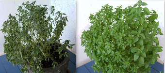 Turgor Pressure and Plasmolysis