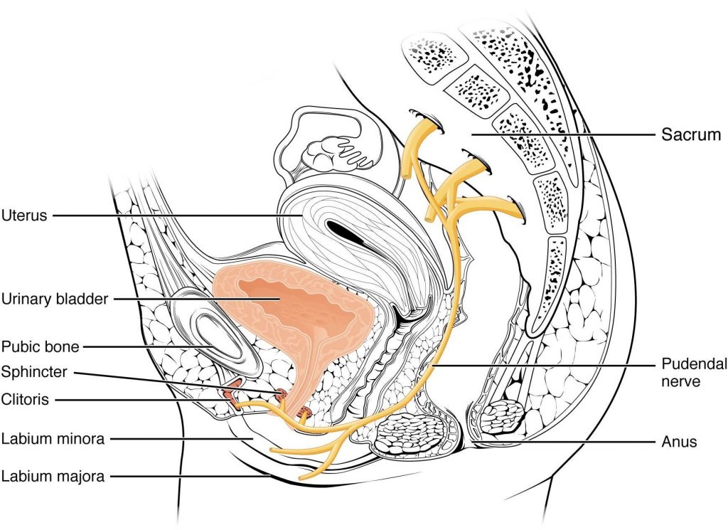 Nerves Innervating the urinary system.