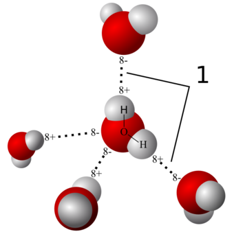 Hydrogen bonds between water molecules