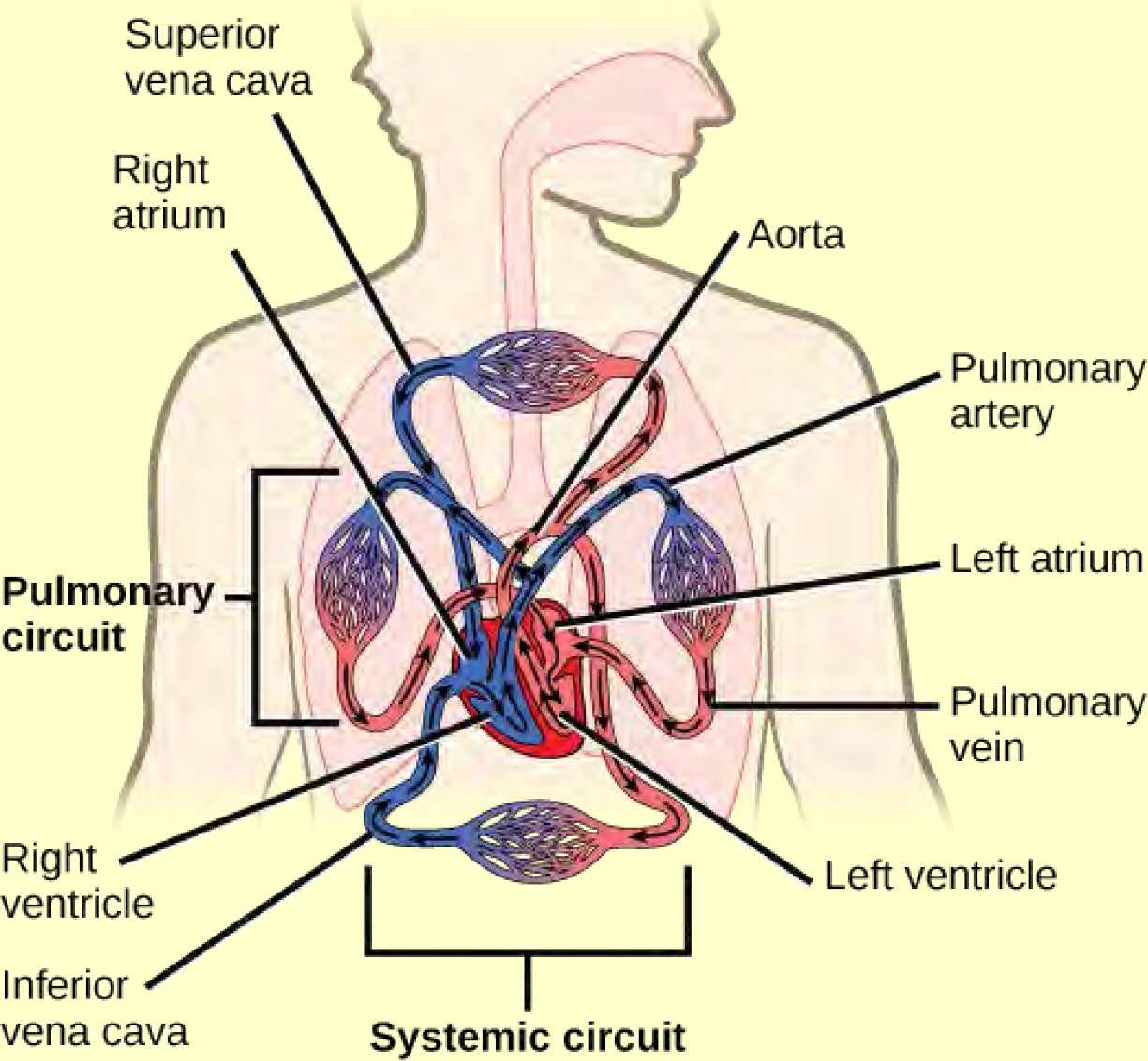 Illustration shows blood circulation through the mammalian systemic and pulmonary circuits. Blood enters the left atrium, the upper left chamber of the heart, through veins of the systemic circuit. The major vein that feeds the heart from the upper body is the superior vena cava, and the major vein that feeds the heart from the lower body is the inferior vena cava. From the left atrium blood travels down to the left ventricle, then up to the pulmonary artery. From the pulmonary artery blood enters capillaries of the lung. Blood is then collected by the pulmonary vein, and re-enters the heart through the upper left chamber of the heart, the left atrium. Blood travels down to the left ventricle, then re-enters the systemic circuit through the aorta, which exits through the top of the heart. Blood enters tissues of the body through capillaries of the systemic circuit.