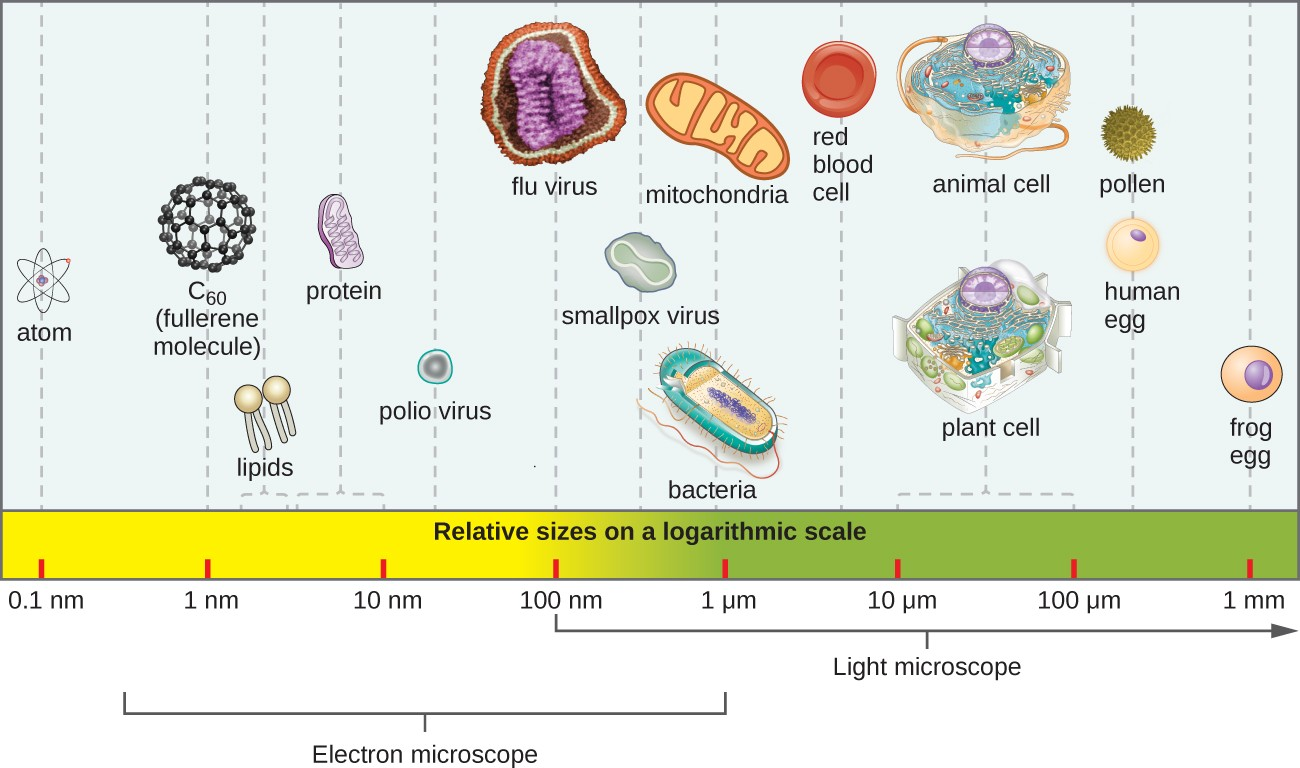 The relative sizes of various microscopic and nonmicroscopic objects. Note that a typical virus measures about 100 nm, 10 times smaller than a typical bacterium (~1 µm), which is at least 10 times smaller than a typical plant or animal cell (~10–100 µm). An object must measure about 100 µm to be visible without a microscope.