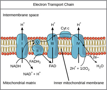 The electron transport chain
