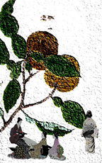 Japanese women having tea under a Yuzu tree. One woman is walking away. 