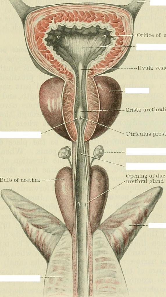 Predefined spaces to Label the structures of the male reproductive system