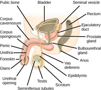 Male reproductive system