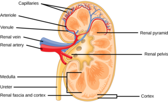 Structure of the kidney