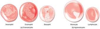 Types of white blood cells