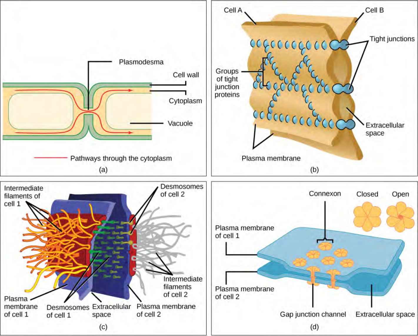 Part a shows two plant cells side-by-side. A channel, or plasmodesma, in the cell wall allows fluid and small molecules to pass from the cytoplasm of one cell to the cytoplasm of another. Part b shows two cell membranes joined together by a matrix of tight junctions. Part c shows two cells fused together by a desmosome. Cadherins extend out from each cell and join the two cells together. Intermediate filaments connect to cadherins on the inside of the cell. Part d shows two cells joined together with protein pores called gap junctions that allow water and small molecules to pass through.
