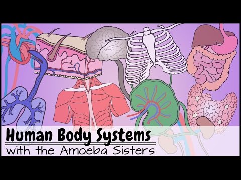 Human Body Systems Functions Overview: The 11 Champions (Updated)