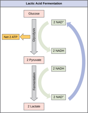 Lactic acid fermentation
