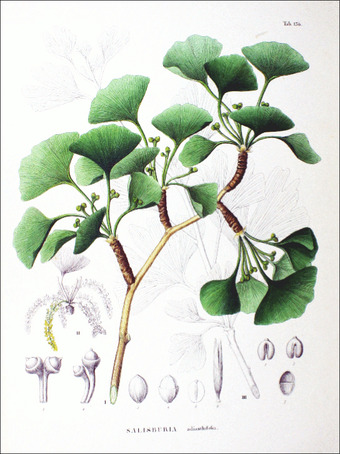 Gingko biloba