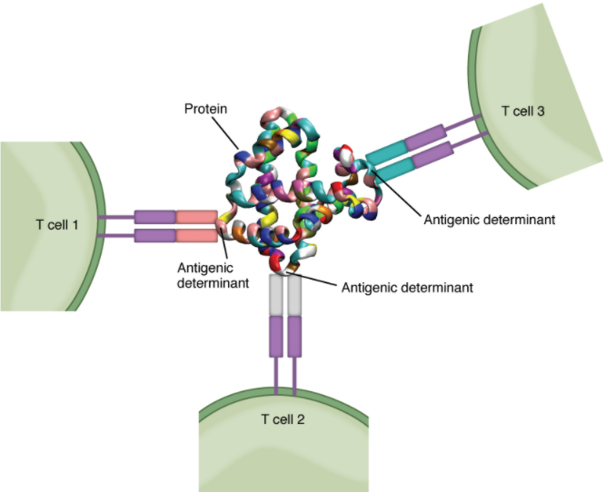 Daigram of Antigenic determinants.