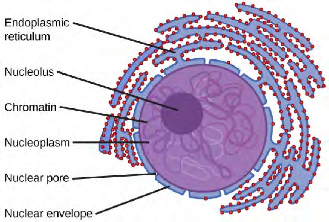 In this illustration, chromatin floats in the nucleoplasm. The nucleoid is depicted as a dense, circular region inside the nucleus. The double nuclear membrane is perforated with protein-lined pores