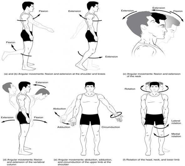 Synovial joints give the body many ways in which to move. (a)–(b) Flexion and extension motions are in the sagittal (anterior–posterior) plane of motion. These movements take place at the shoulder, hip, elbow, knee, wrist, metacarpophalangeal, metatarsophalangeal, and interphalangeal joints. (c)–(d) Anterior bending of the head or vertebral column is flexion, while any posterior-going movement is extension. (e) Abduction and adduction are motions of the limbs, hand, fingers, or toes in the coronal (medial–lateral) plane of movement. Moving the limb or hand laterally away from the body, or spreading the fingers or toes, is abduction. Adduction brings the limb or hand toward or across the midline of the body or brings the fingers or toes together. Circumduction is the movement of the limb, hand, or fingers in a circular pattern, using the sequential combination of flexion, adduction, extension, and abduction motions. Adduction/abduction and circumduction take place at the shoulder, hip, wrist, metacarpophalangeal, and metatarsophalangeal joints. (f) Turning of the head side to side or twisting of the body is rotation. Medial and lateral rotation of the upper limb at the shoulder or lower limb at the hip involves turning the anterior surface of the limb toward the midline of the body (medial or internal rotation) or away from the midline (lateral or external rotation).