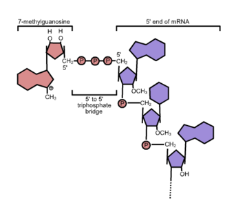 5' cap structure