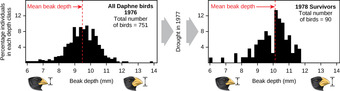 Finches of Daphne Major