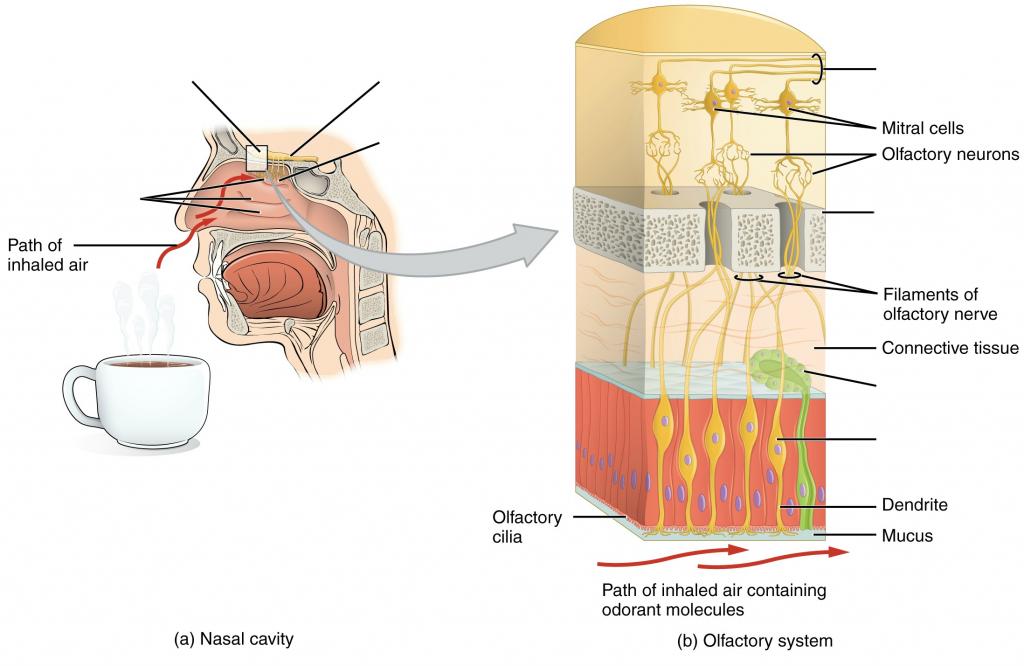 Predefined markings to Label the structures of the olfactory epithelium and olfactory pathway
