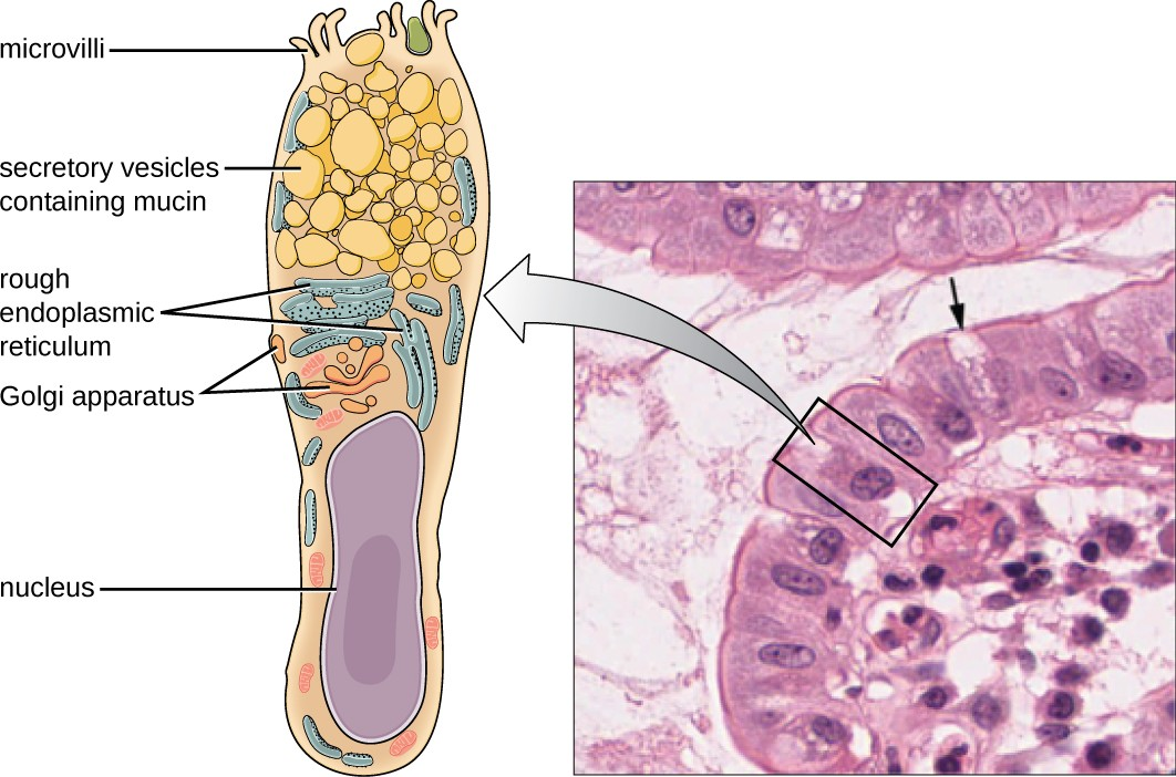 Goblet cells produce and secrete mucus. The arrows in this micrograph point to the mucus-secreting goblet cells (magnification 1600⨯) in the intestinal epithelium.
