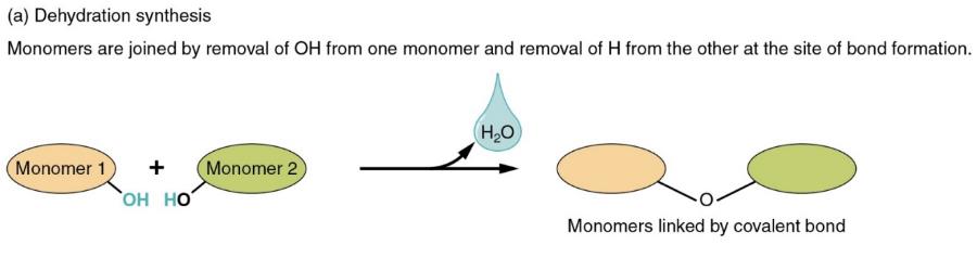  Figure 3.7 Example of dehydration synthesis: two glucose molecules (substrates on the left of the arrow) form a covalent bond to form a maltose molecule (product on the right of the arrow). The OH- and H+ shown in red combine with each other to form H2O (shown in red too). Art by OpenStax College – CC-BY