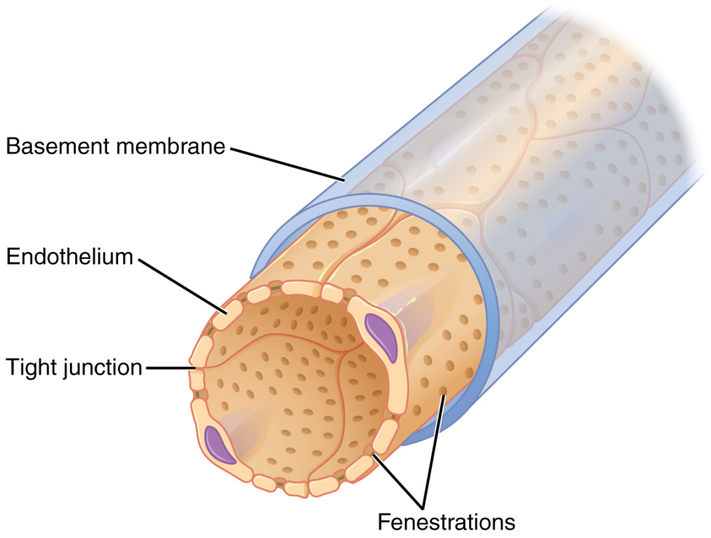 Fenestrated capillary.